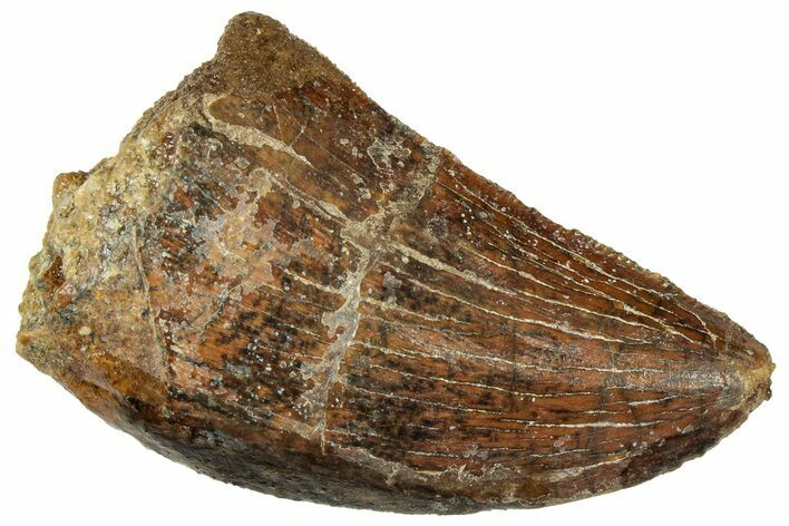 Serrated, Carcharodontosaurus Tooth - Real Dinosaur Tooth #322058